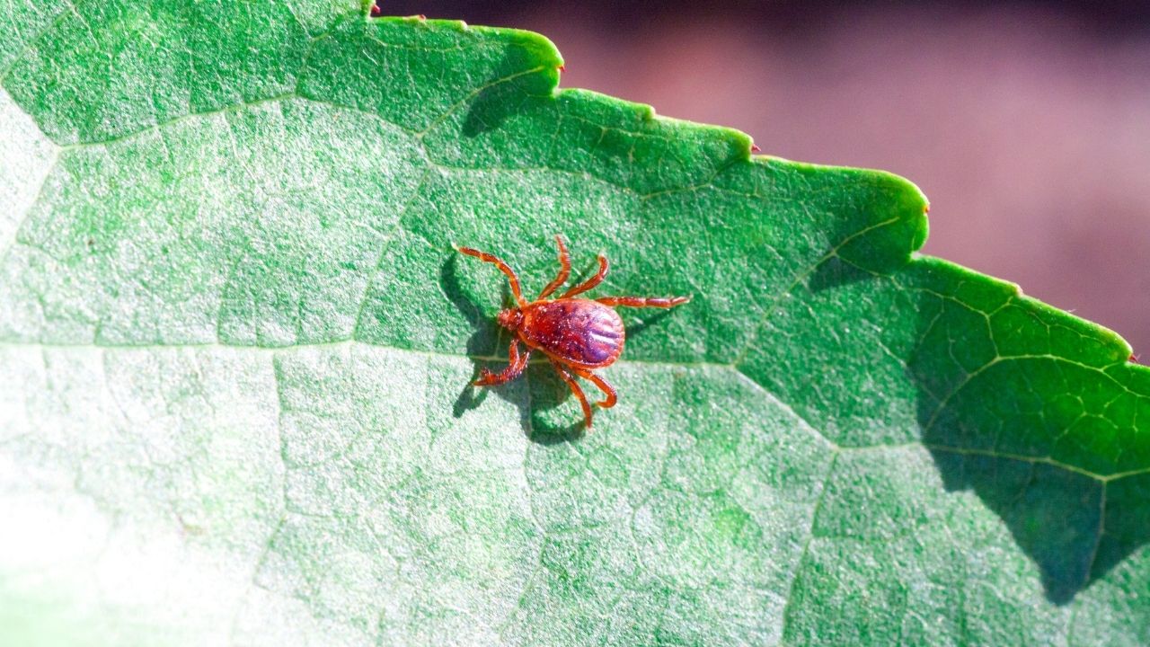 What is the Main Cause of Scrub Typhus